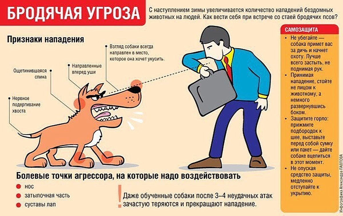 осторожно собака